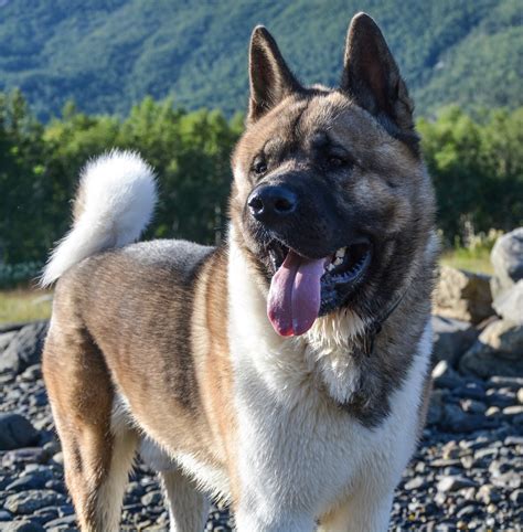 Akita Breed .
